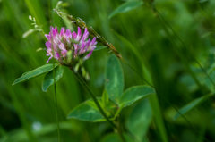 Koniczynka na wietrze