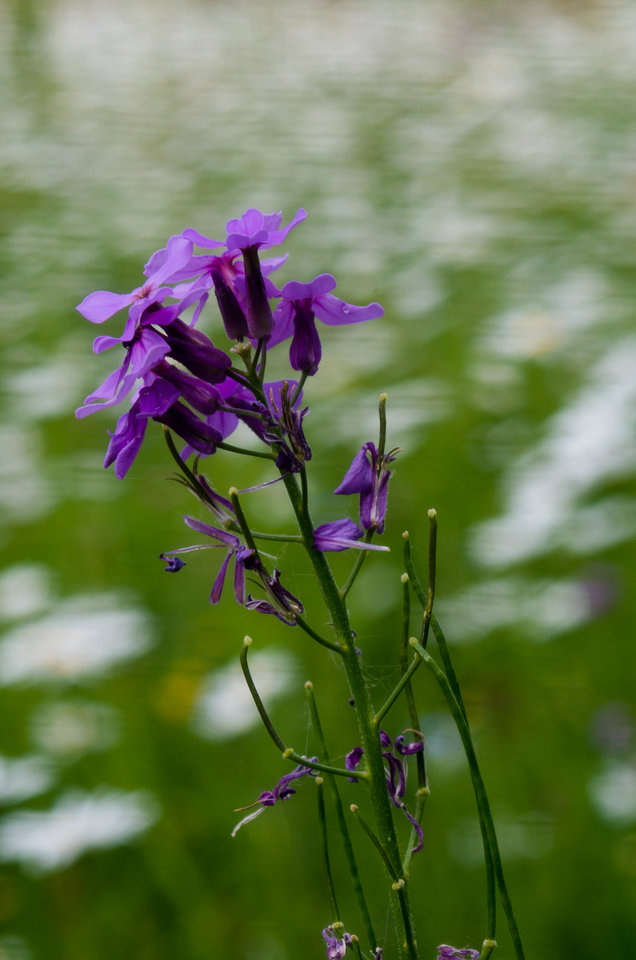 Na łączce - mystic