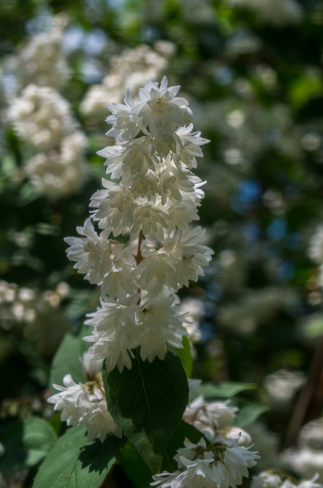 Na baczność - mystic