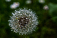 Mniszek wiatrem nietknięty