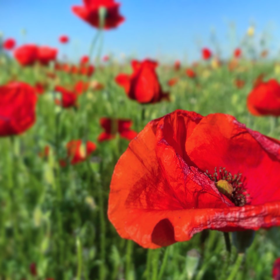 AF6194FE-EE99-4B0D-95EF-4827FBB7DBF4.jpeg - Mekagojiranogyakushu