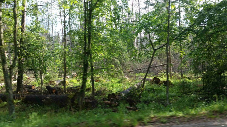 20180518_163221a.jpg - skrad_dleihs