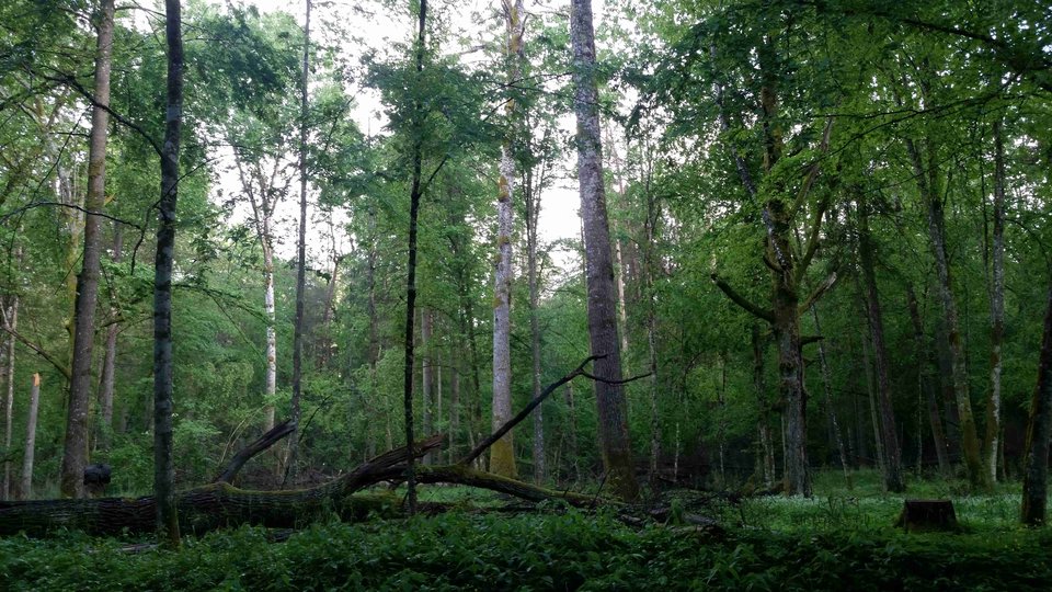 20180518_163806a.jpg - skrad_dleihs