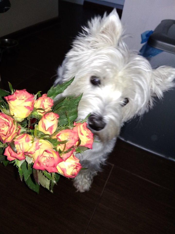 IMG_20180504_094144.jpg - Bialykrol