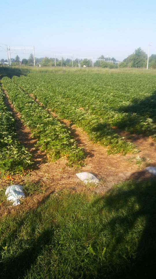 20180526_072840.jpg - ewawojtek8074