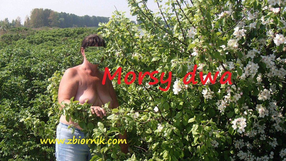 Rewa - Morsy_dwa