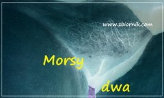 Sesja z cipką w roli głownej.