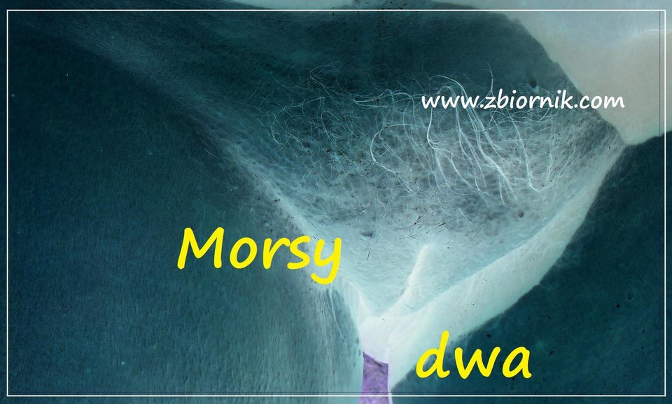 Sesja z cipką w roli głownej. - Morsy_dwa