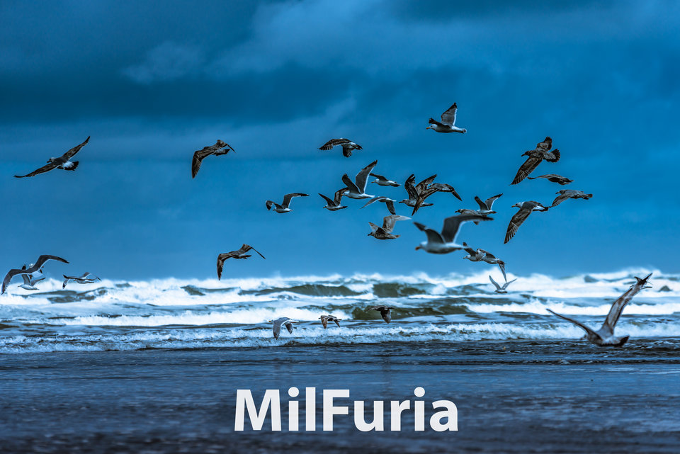 MilFuria ornitologiczna - milFuria