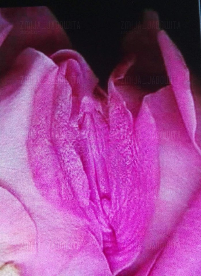 Cud natury - Zmija_jadowita