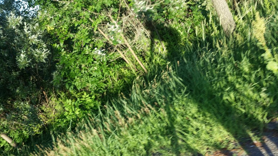 20180605_190201.jpg - pieszimowy