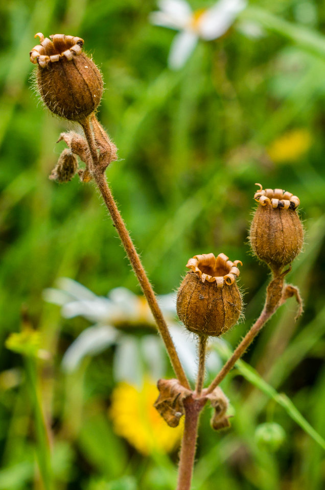 Suche dzbanki - mystic