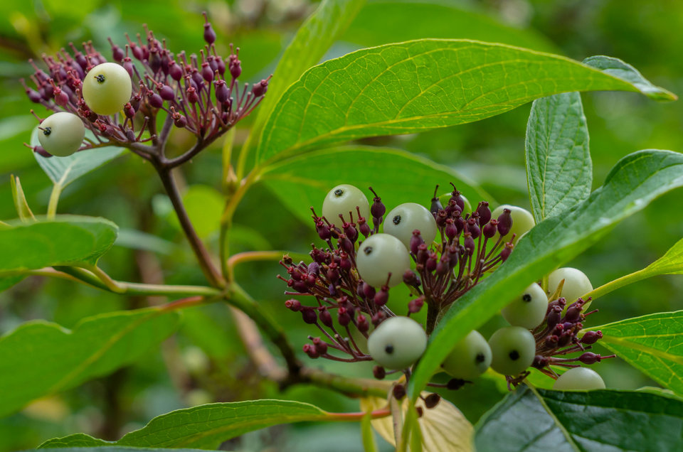 Młode kulki - mystic