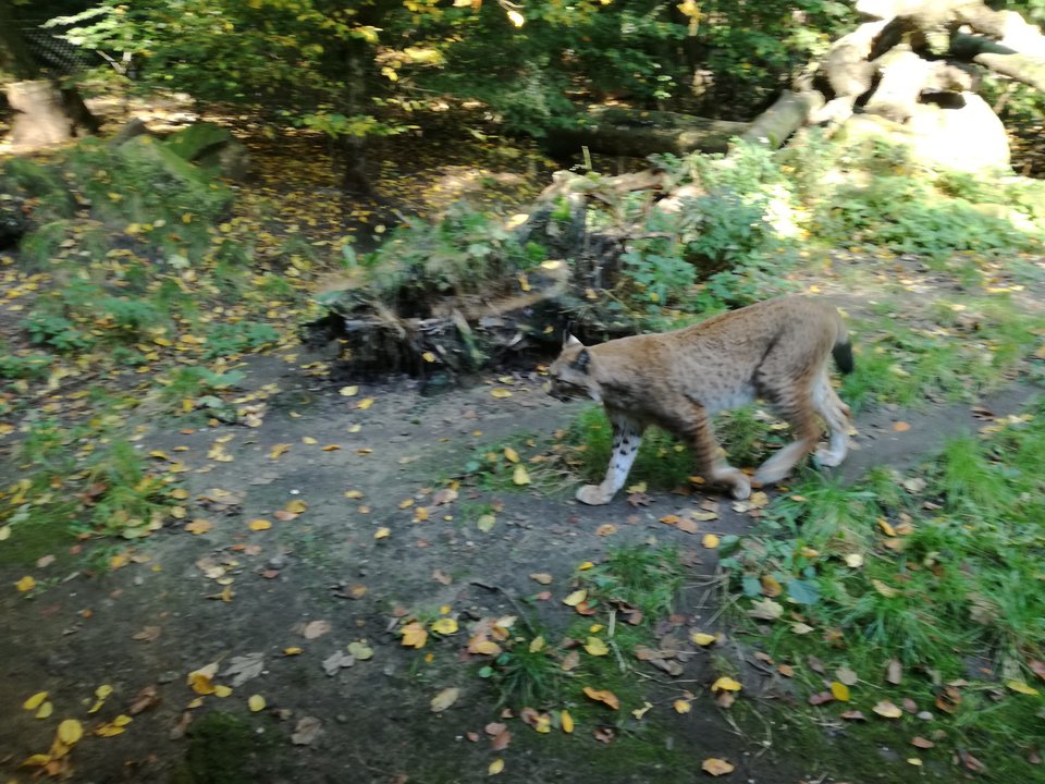 IMG_20171015_124037.jpg - nelsonik