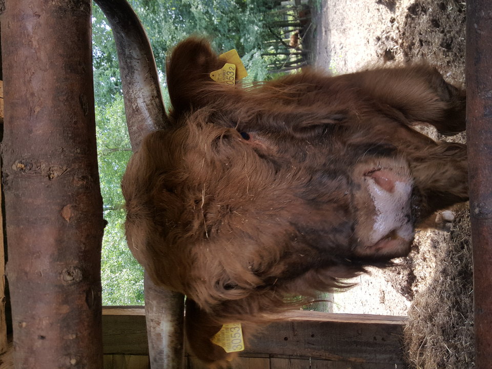 20180609_150041.jpg - przystojny001