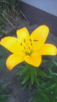WP_20180619_06_10_24_Pro (2).jpg