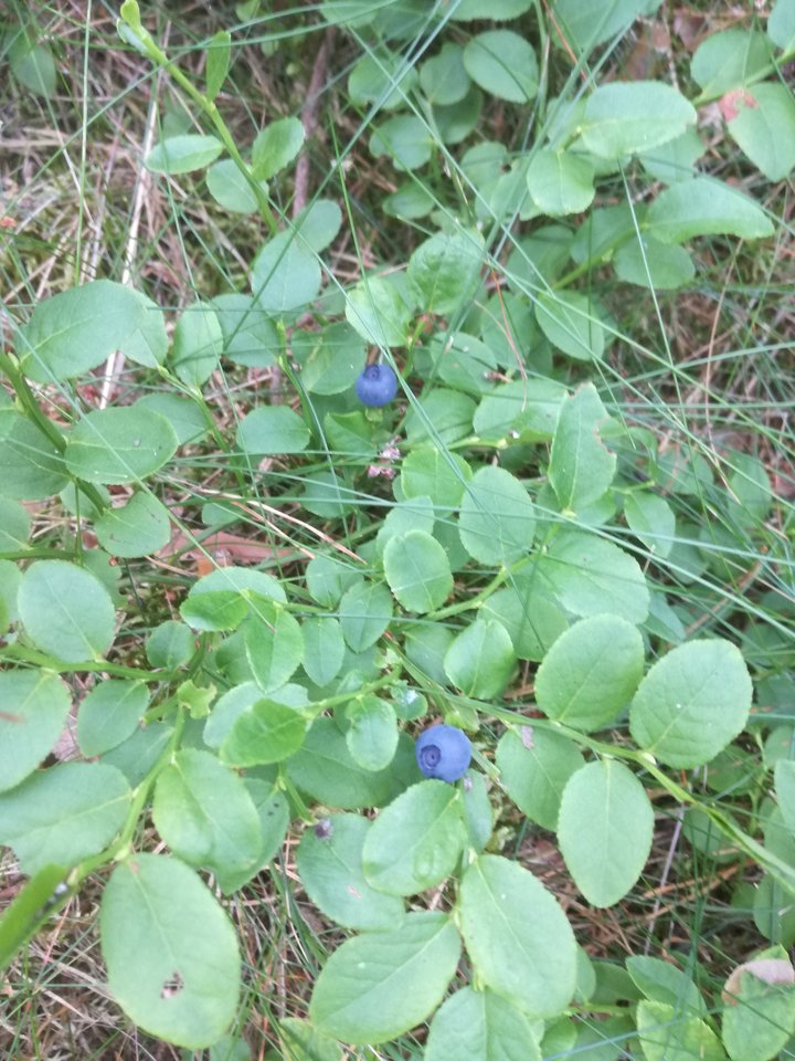 IMG_20180618_115125.jpg - Suzuki1998