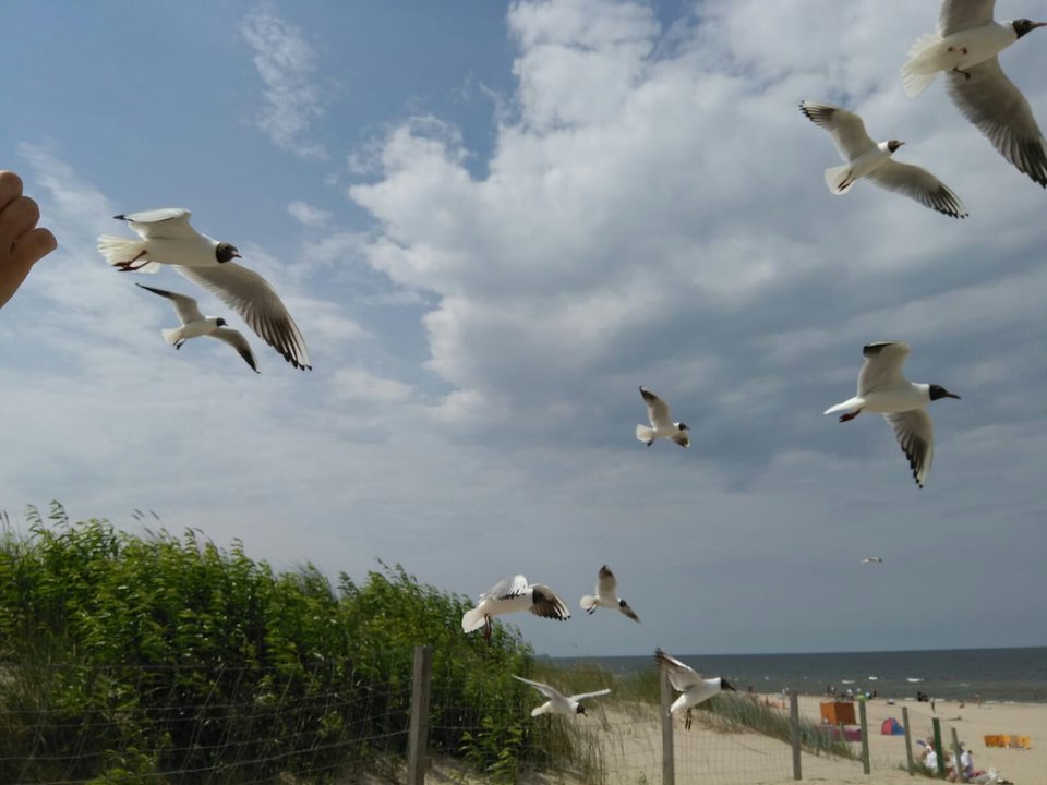 IMG-20180617-WA0001.jpg - matyldchen