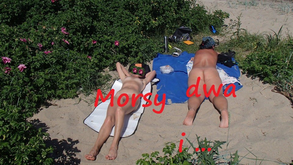 Rewa - Morsy_dwa