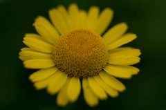 Żółto na zielonym