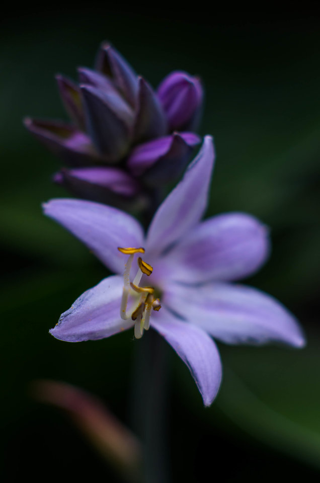 Pręciki - wabiki - mystic