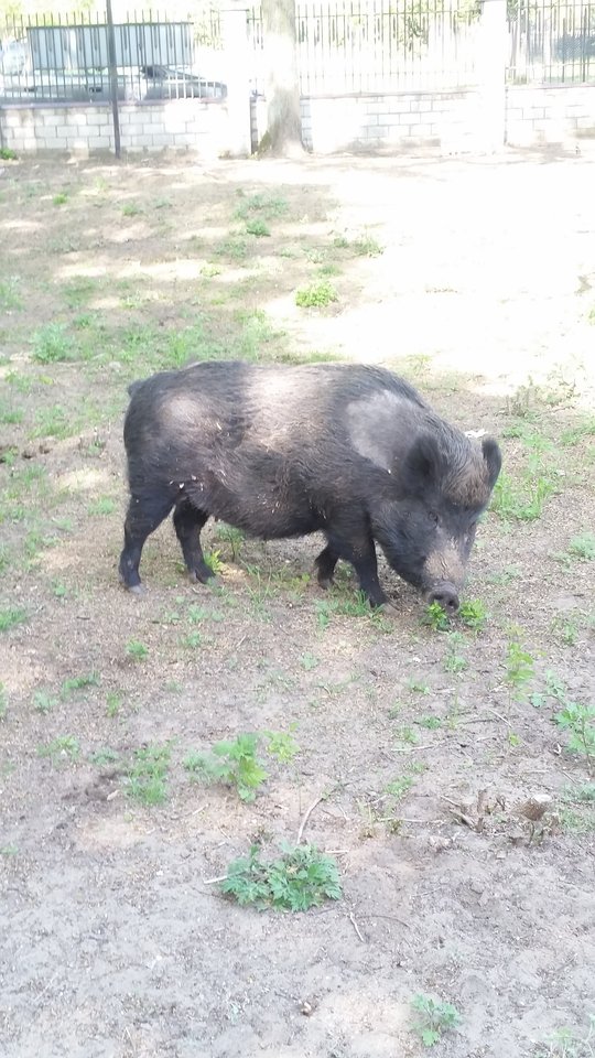 20170518_152400.jpg - skrad_dleihs