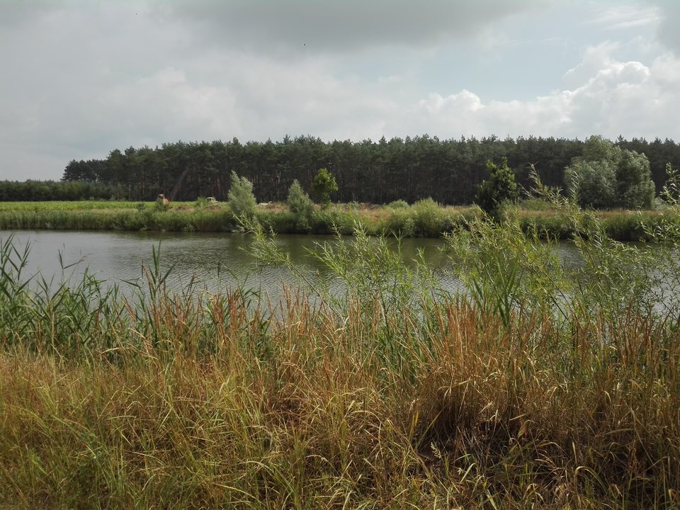 1531384863088297493187.jpg - Mich1977