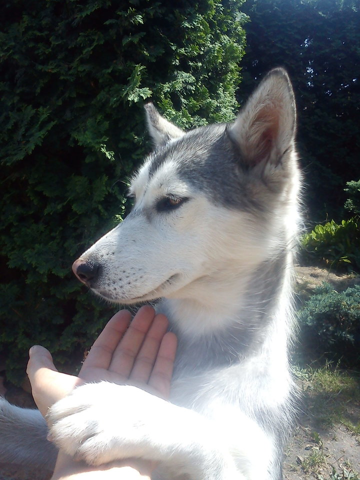 pieszczocha.jpg - ObywatelNikt