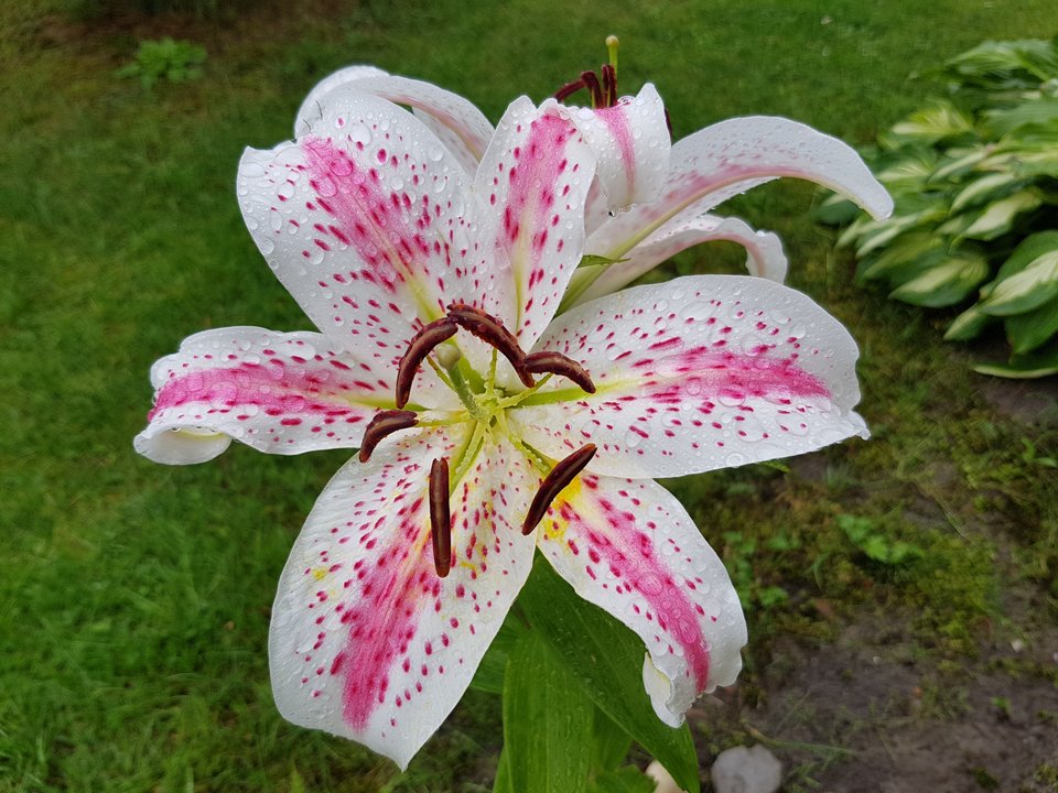 20180716_165100.jpg - destroy