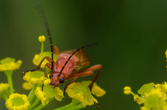 Co w trawie piszczy 1