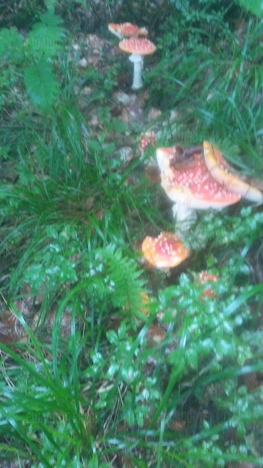 20180720_110924_Burst03.jpg - ewawojtek8074