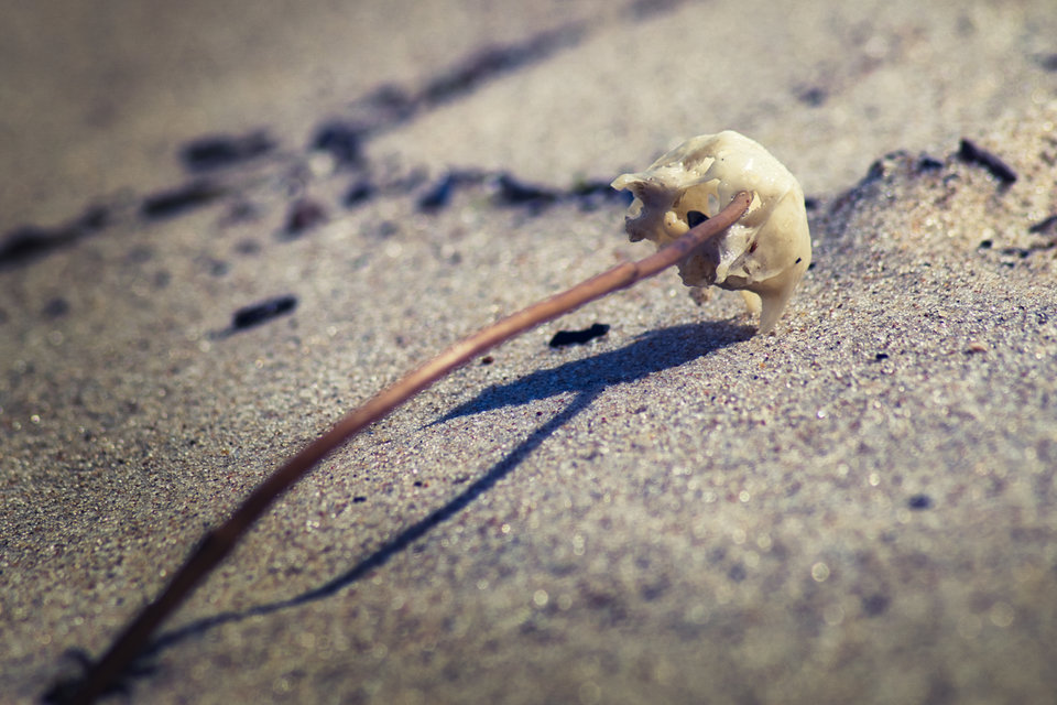 czacha dymi - marquiz