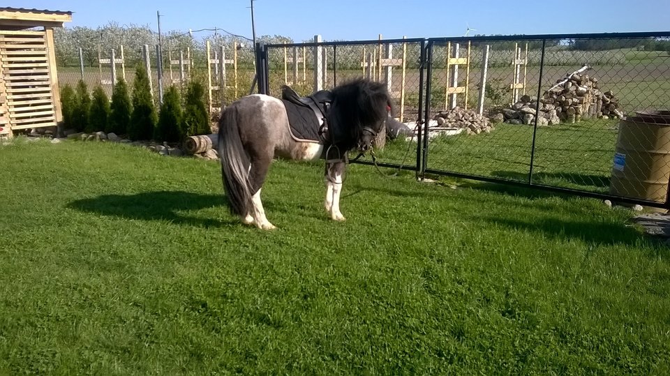 WP_20180422_16_38_48_Pro.jpg - chentnyWacek60