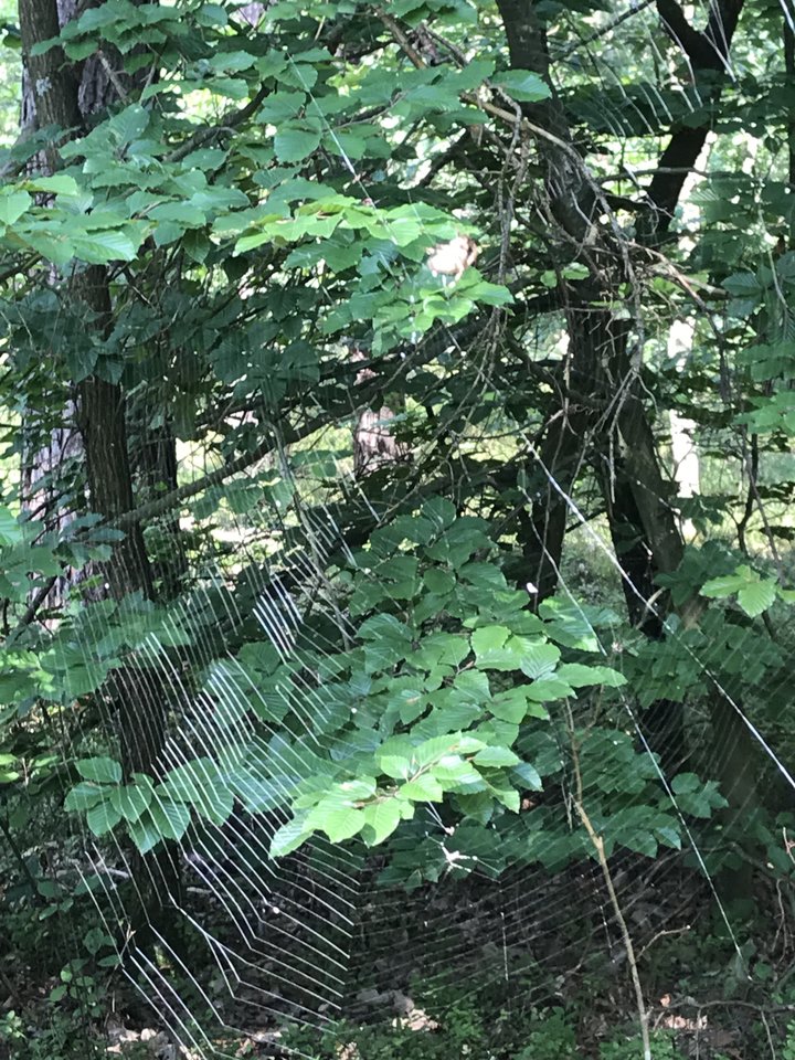 ..w sieci.. - IIroniaa