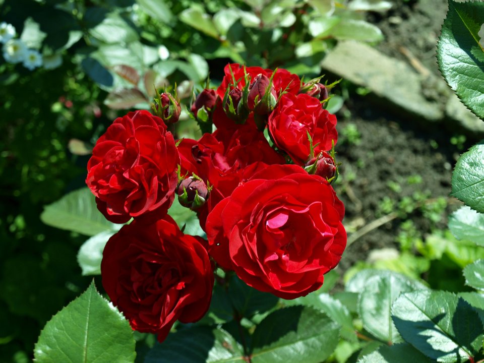 P7137317.JPG - Piotr700