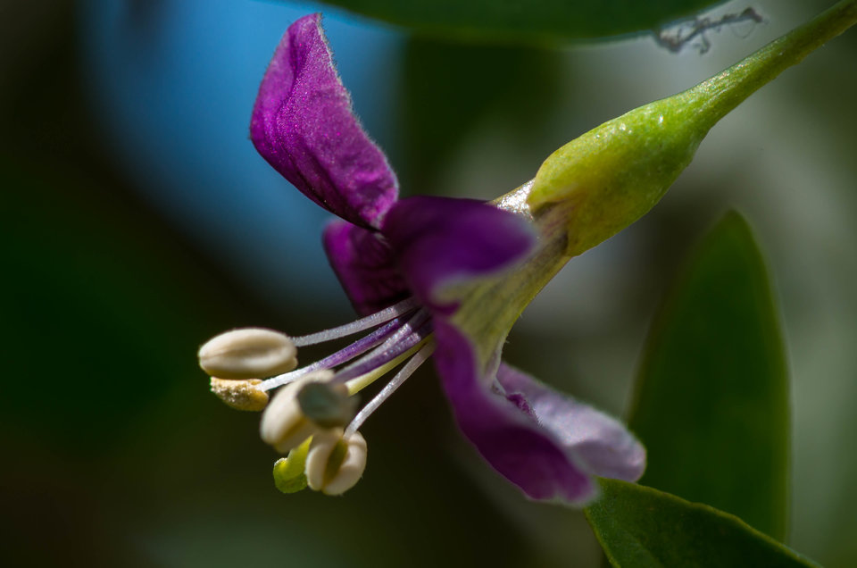 Fioletowe cudo - mystic