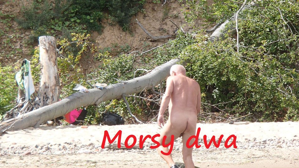 W morzu i nad morzem. - Morsy_dwa