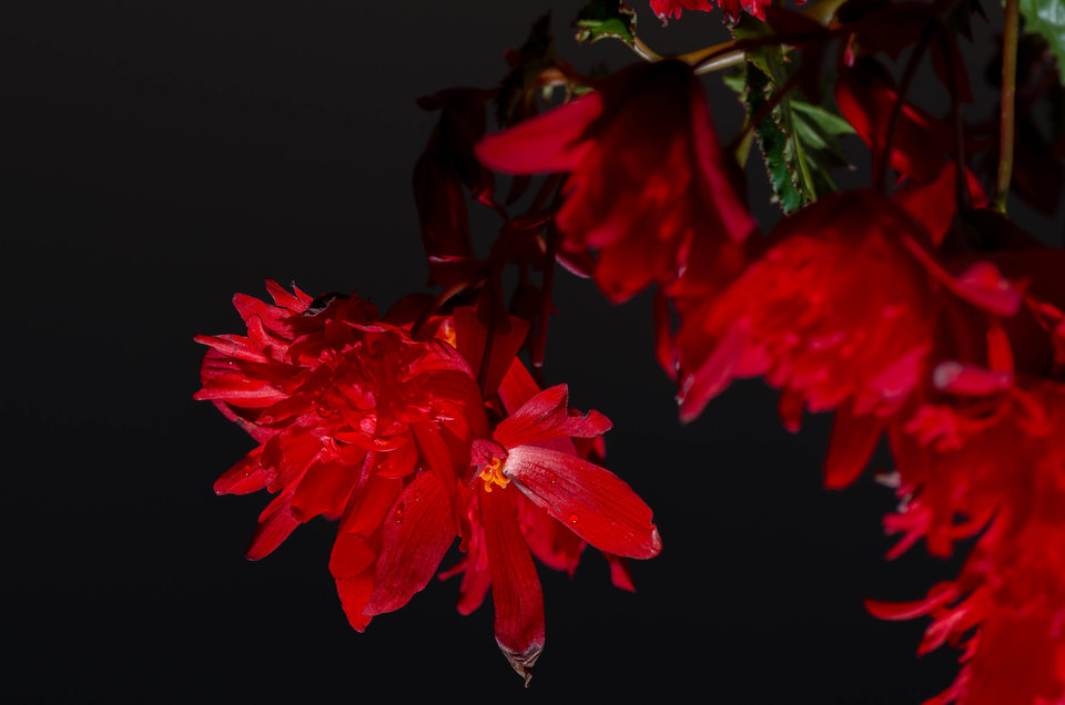 Czerwono na szarym - mystic