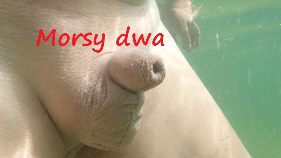 Znowu maluszek. - Morsy_dwa