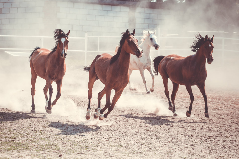 Bieg - Fajna33parka33