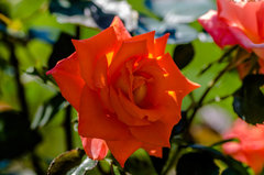 A ja lubię pomarańcze