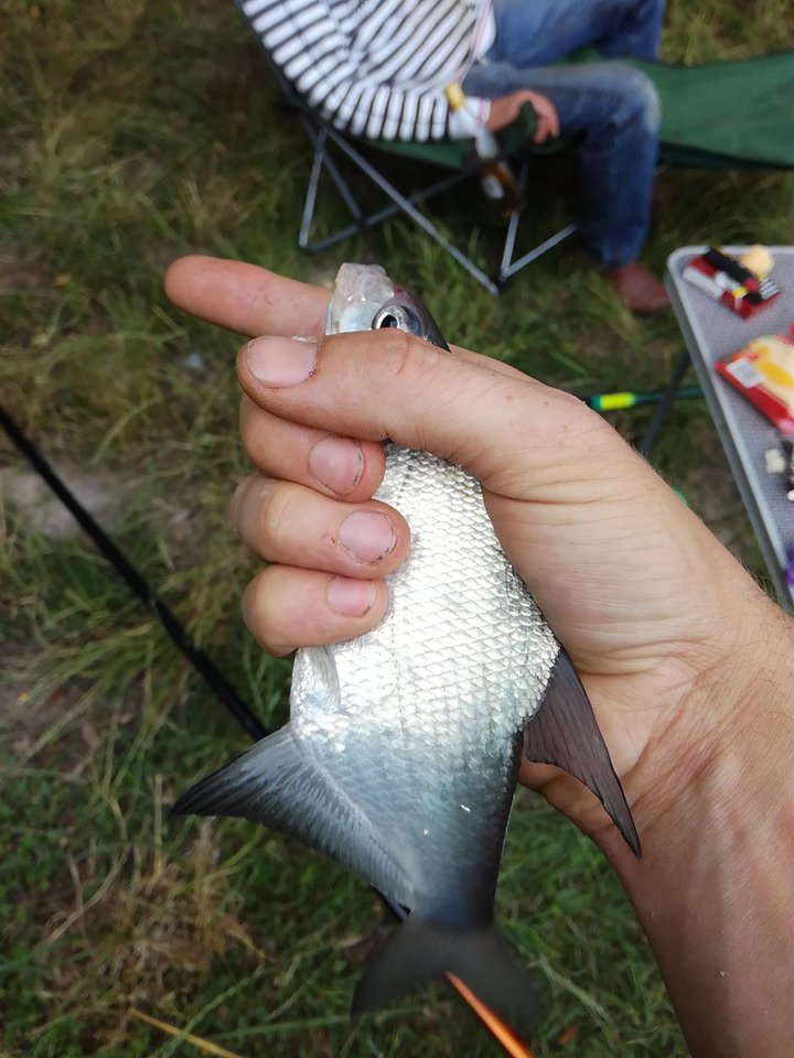 MmsCamera_2018-06-30-18-01-14.jpg - Losmentos