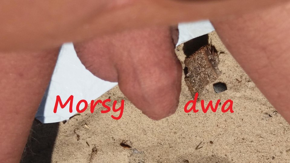 Ptaszek wolny. - Morsy_dwa