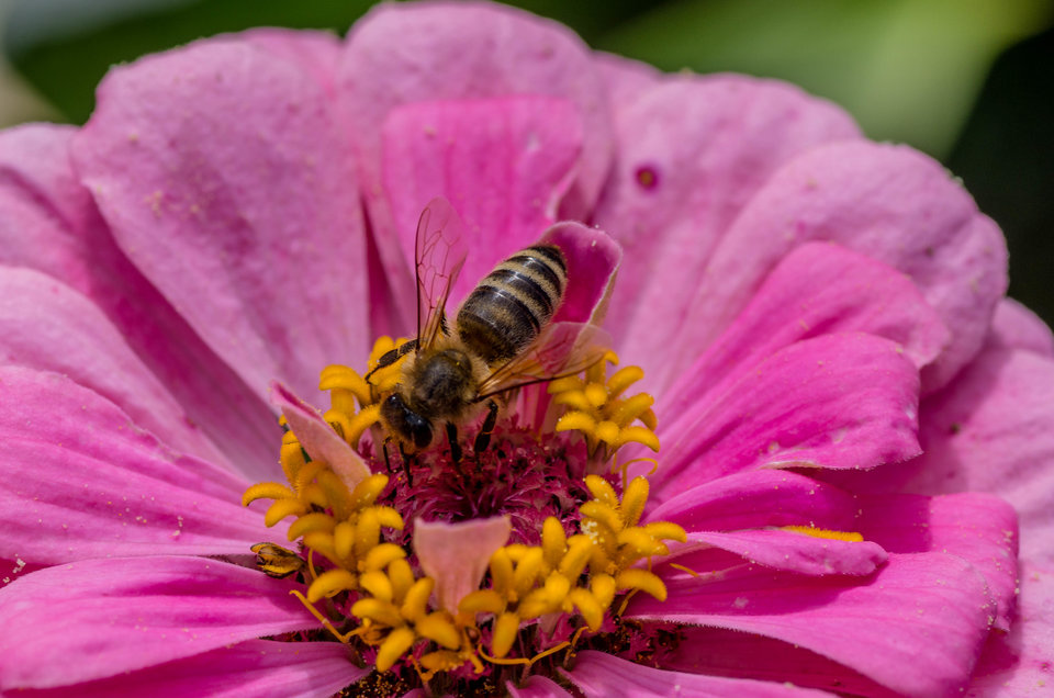 Będzie miodzio - mystic