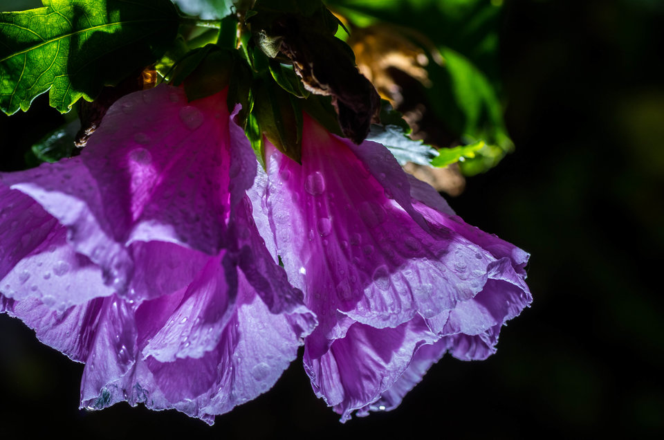 Nocą malowane - mystic