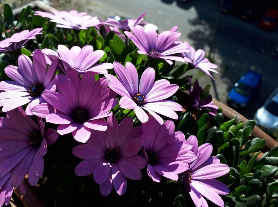 🌸🌸🌸 - Mirabelka37