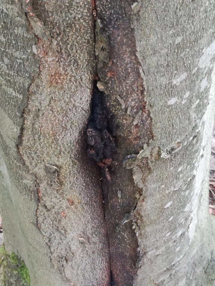 Horynieckie klimaty.jpg - parkaBE