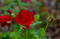 A  bo róże mnie się podobują :)