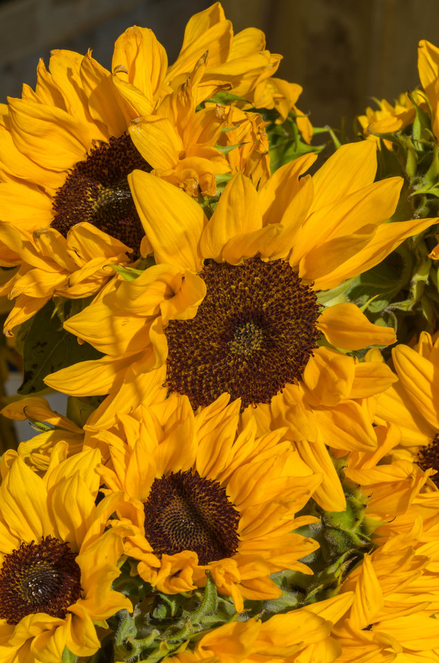 Słoneczna fota - mystic