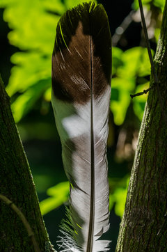 Indianin za drzewem ;))